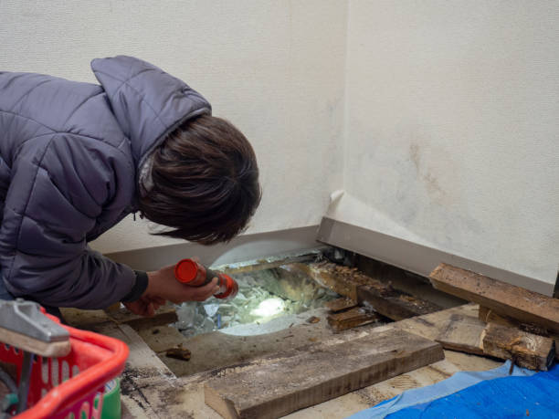 Best Attic Mold Removal  in Shady Spring, WV