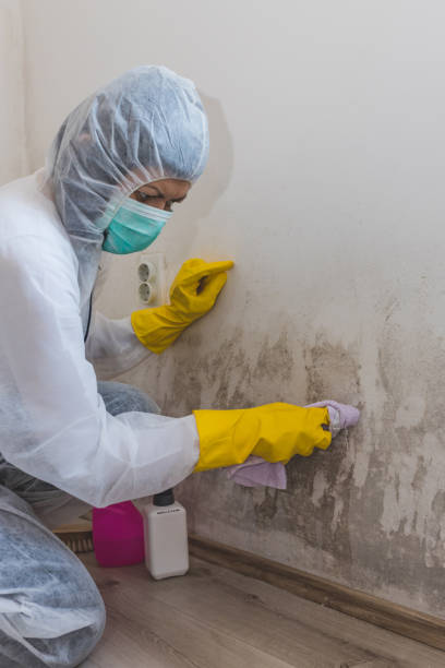 Best Water Damage & Mold Remediation  in Shady Spring, WV
