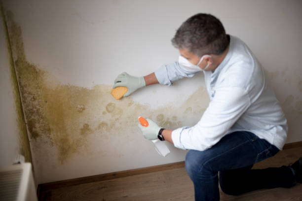 Best Mold Prevention Services  in Shady Spring, WV